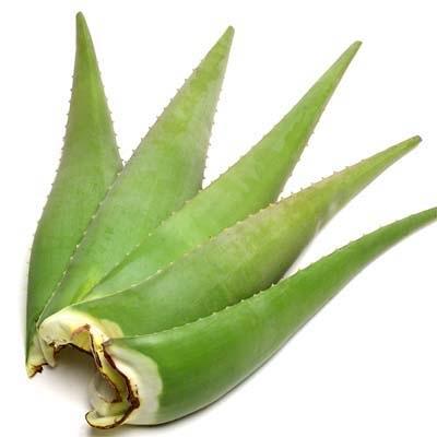 Aloe Vera Leaf (One)